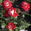 Роза чайно-гибридная Нью Фэшн фото 2 