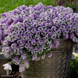 Лобулярия приморская (Алиссум) Вондерленд Блю