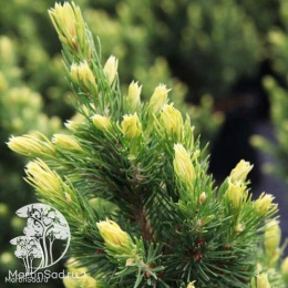 Ель канадская Рэйнбоуз Энд в контейнере