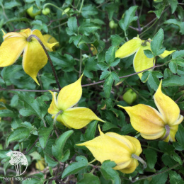 Клематис ботанический Литтл Лемонс