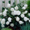 Роза полиантовая Вайт Фейри фото 3 