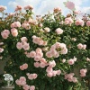 Роза плетистая Роз де Толбиак фото 1 