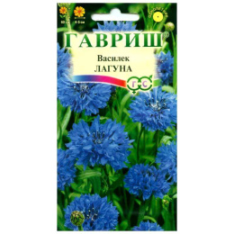 Василек Лагуна, синий