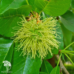 Маклюра (Адамово яблоко) оранжевая