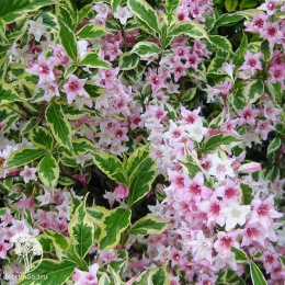 Вейгела цветущая Сюзанна