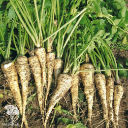 Пастернак Лучший из всех