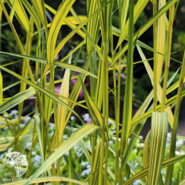 Тростник южный Вариегатус