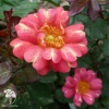 Роза флорибунда Арт Нуво фото 1 