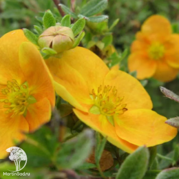 Лапчатка кустарниковая Аннет