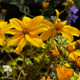 Биденс Билс Медальон