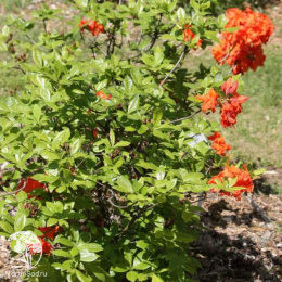 Азалия гибридная Гибралтар