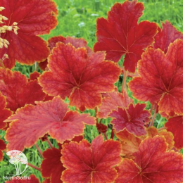 Сверхвыгодный микс! Гейхера Дельта Даун + Гейхера Линда + Гейхера Мармелад