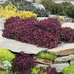 Седум гибридный Санспарклер Файеркрекер