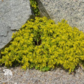 Фото Очиток лозовидный