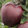 Яблоня скороплодная Джеромини фото 1 
