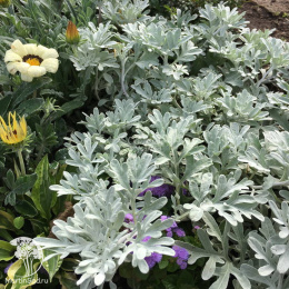 Полынь Стеллера Сильвер Брокад