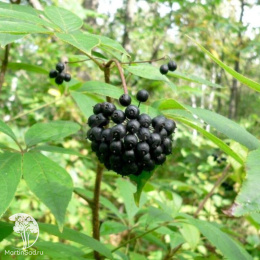 Элеутерококк колючий Эскулап