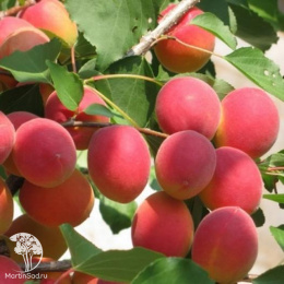 Абрикос обыкновенный Саратовский Рубин + Чёрный Принц