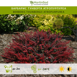 Барбарис Тунберга Атропурпуреа