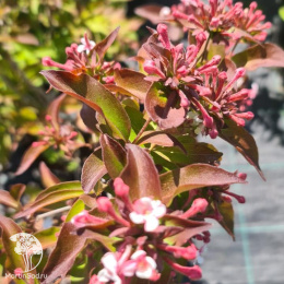 Абелия мосанская Бридал Букет Мония