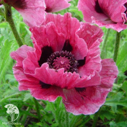 Мак восточный Болеро