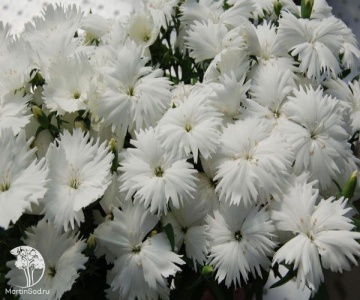 Фото Dianthus chinensis Diana White Гвоздика китайская Диана Вайт