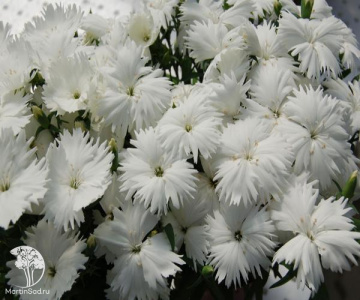 Фото Dianthus chinensis Diana White Гвоздика китайская Диана Вайт
