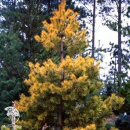 Сосна обыкновенная Аурея