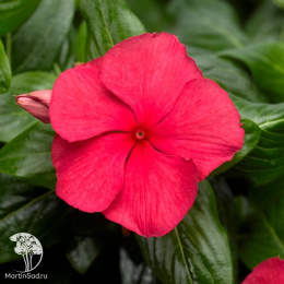 Барвинок Черри Джус F1