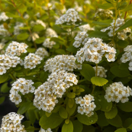  Спирея берёзолистная Тор Голд