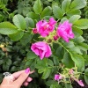 Роза морщинистая Рубра фото 4 