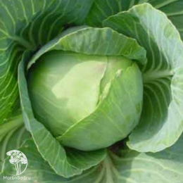 Капуста б/к Слава