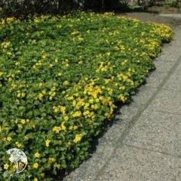 Вальдштейния тройчатая (Золотая земляника)