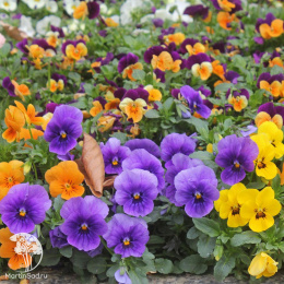 Фиалка Шотландия (рогатая, смесь цветов)