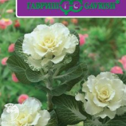 Капуста декоративная Белый абажур F1