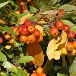 Яблоня торинго Брауэерс Бьюти
