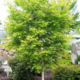 Берёза пушистая Аурея