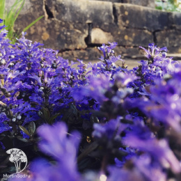 Живучка ползучая Вэлфредда