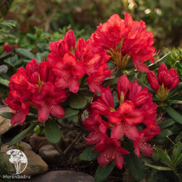 Рододендрон Лейт Ред