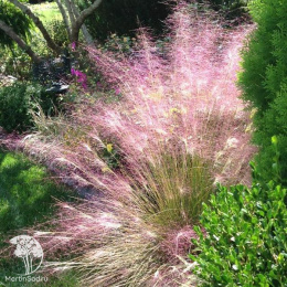 Мюленбергия ревершона Рози