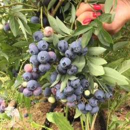 Голубика высокорослая Река