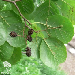 Ольха чёрная Пирамидалис на штамбе