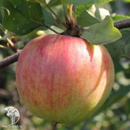 Яблоня Былина