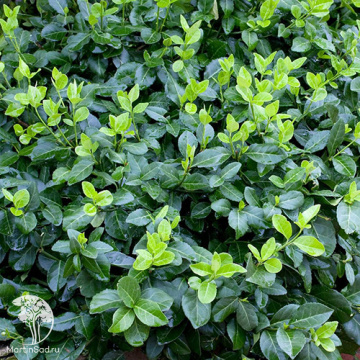 Фото Бересклет Форчуна Хортс Блейз