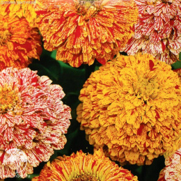 Цинния Карнавал