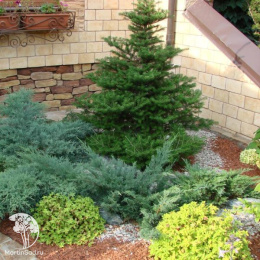 Ель сибирская в кадке