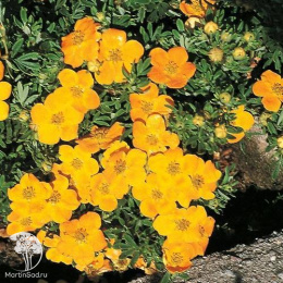 Лапчатка кустарниковая Аннет