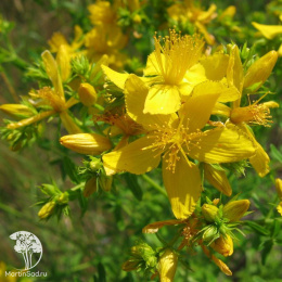 Зверобой продырявленный Солнечный