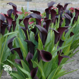  Калла Одесса