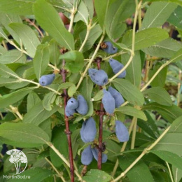 Жимолость камчатская Синичка